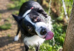 how much water should a dog drink | Ultimate Pet Nutrition