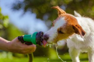 dog drinking water | Ultimate Pet Nutrition