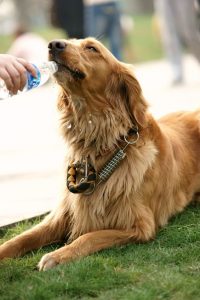 dog drinking water | Ultimate Pet Nutrition