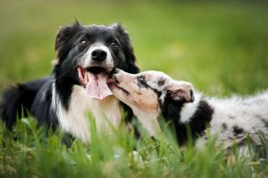 dogs playing | Ultimate Pet Nutrition