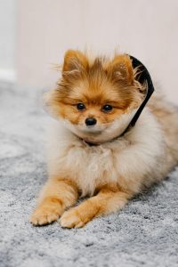 spaying dog | Ultimate Pet Nutrition