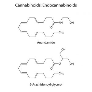 Endocannabinoids | Ultimate Pet Nutrition