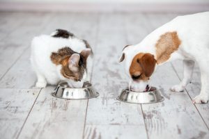 pets eating | Ultimate Pet Nutrition