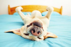 calm dog | Ultimate Pet Nutrition