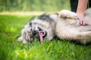 keeping dog cool | Ultimate Pet Nutrition