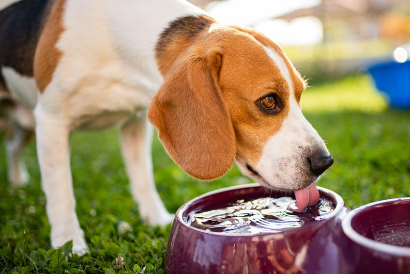 dog drinking water | Ultimate Pet Nutrition