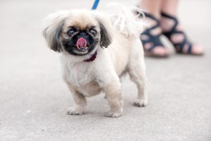 dog on pavement | Ultimate Pet Nutrition