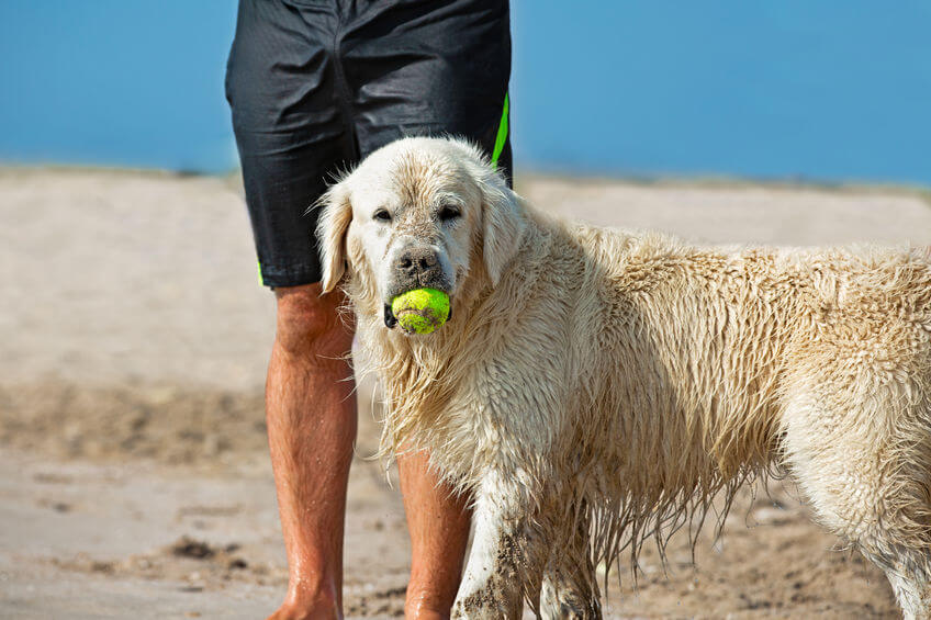 beach activities | Ultimate Pet Nutrition
