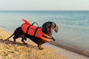 beach activity | Ultimate Pet Nutrition