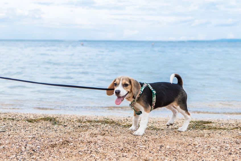 dogs at the beach | Ultimate Pet Nutrition