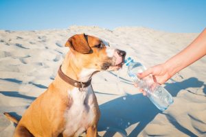 dog drinking water | Ultimate Pet Nutrition