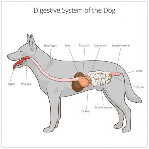 dog digestive tract