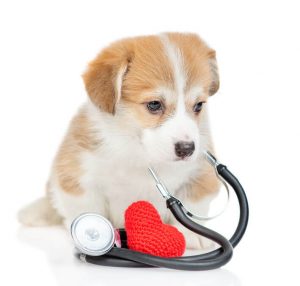 heart health | Ultimate Pet Nutrition