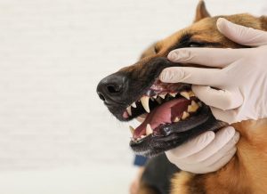 dog teeth checkup | Ultimate Pet Nutrition