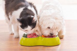 are dogs carnivores or omnivores | Ultimate Pet Nutrition