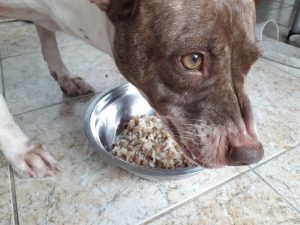food aggression | Ultimate Pet Nutrition