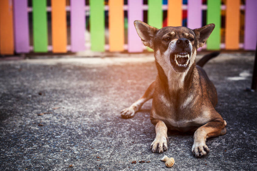 food aggression | Ultimate Pet Nutrition