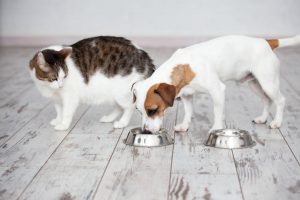 dog eating | Ultimate Pet Nutrition