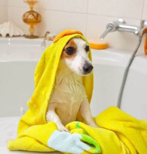 dog bathing | Ultimate Pet Nutrition