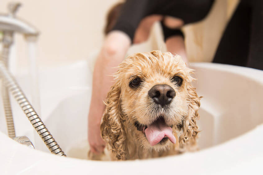 why do dogs go crazy after a bath | Ultimate Pet Nutrition