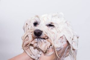 dog shampoo | Ultimate Pet Nutrition