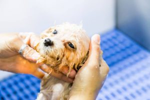dog bathing | Ultimate Pet Nutrition