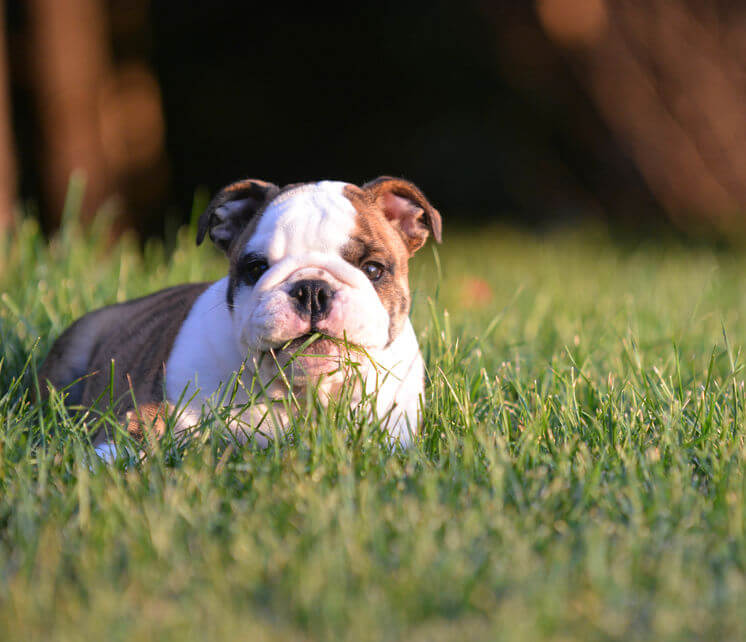 dog eating grass | Ultimate Pet Nutrition