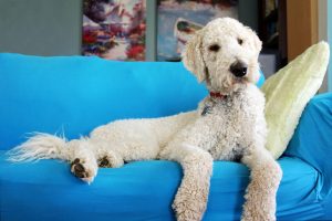 goldendoodle | Ultimate Pet Nutrition
