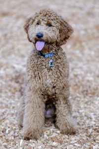 goldendoodle | Ultimate Pet Nutrition