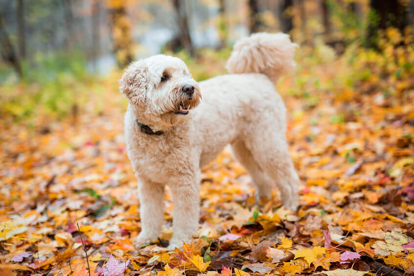 goldendoodle | Ultimate Pet Nutrition