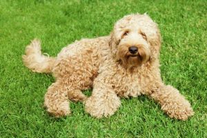 golden labradoodle | Ultimate Pet Nutrition