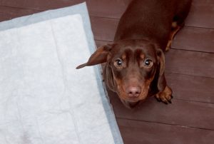 potty training | Ultimate Pet Nutrition