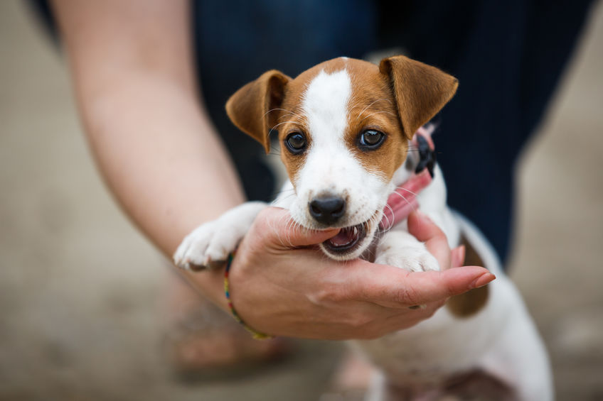 puppy nipping hand | Ultimate Pet Nutrition