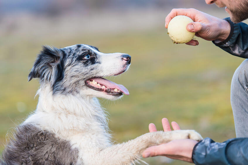 doggy boot camp | Ultimate Pet Nutrition