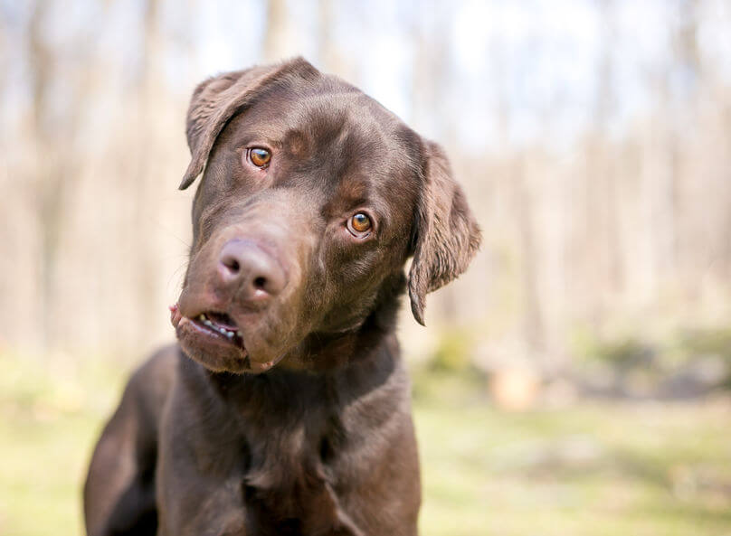 How Can You Start Training A Deaf Puppy Or Dog