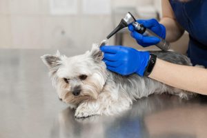 dog ear exam | UPN