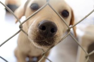 dog in fenced yard | UPN