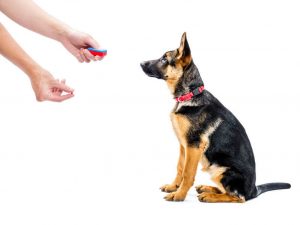 training with clicker | Ultimate Pet Nutrition