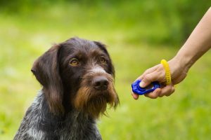 clicker training | Ultimate Pet Nutrition
