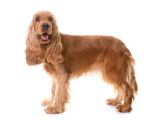 cocker spaniel | Ultimate Pet Nutrition