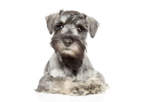 mini schnauzer | Ultimate Pet Nutrition