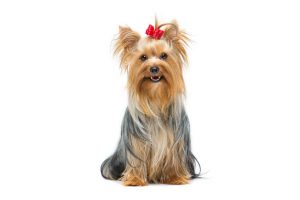 yorkshire terrier | Ultimate Pet Nutrition