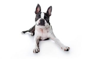 boston terrier | Ultimate Pet Nutrition