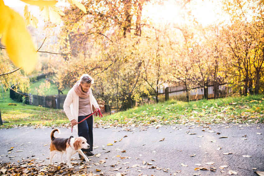 senior walking dog | Ultimate Pet Nutrition