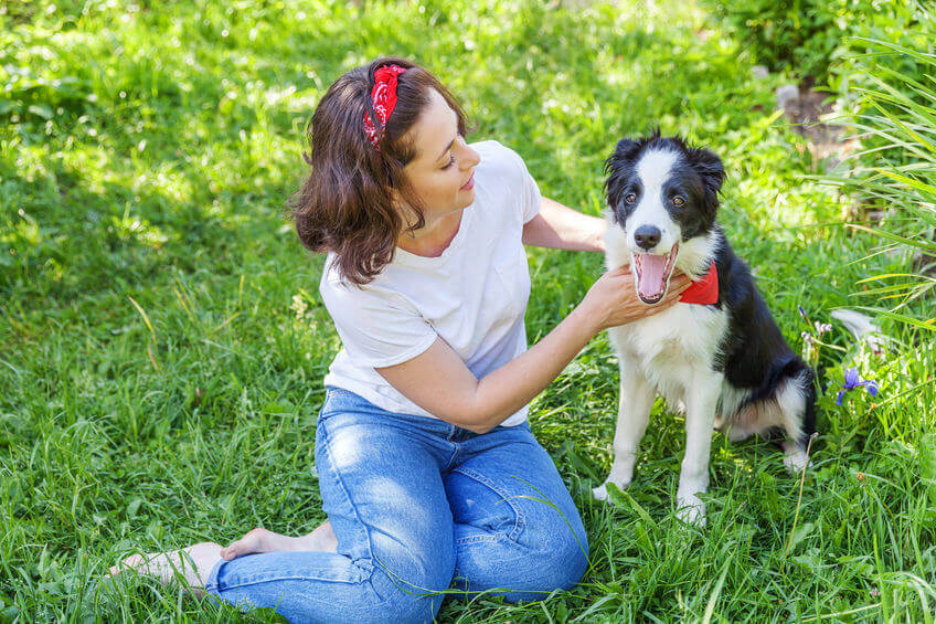 Basic Puppy Tricks And Training: Easy Dog Tricks To Teach Your Furry Friend