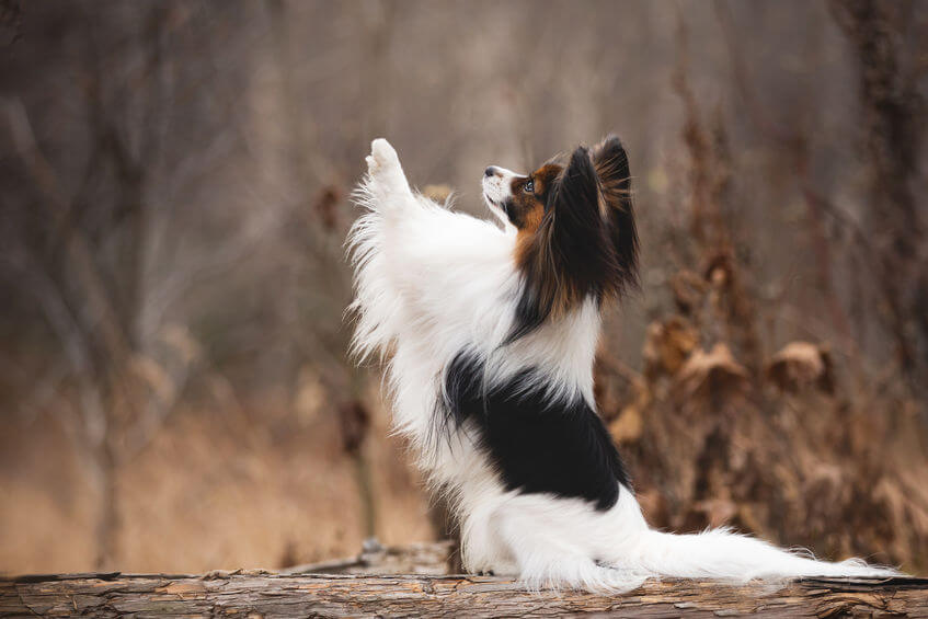 Basic Puppy Tricks | Ultimate Pet Nutrition