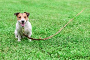 loose leash training | Ultimate Pet Nutrition
