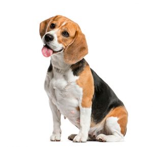 beagle | Ultimate Pet Nutrition