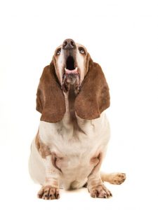 basset hound howling | Ultimate Pet Nutrition