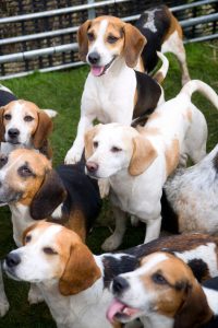 pack of beagles | Ultimate Pet Nutrition